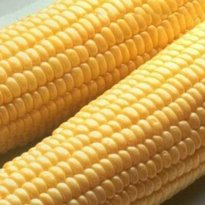 CYBEXIS Sugar Buns Sweet Yellow Corn Seed