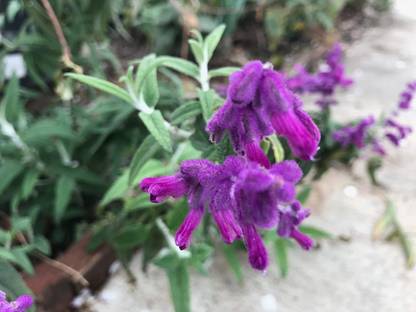 WILLVINE NBIR-226 Salvia Leucantha Mexican Sage Seed