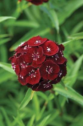 XOLDA Exotic sweet william Seed