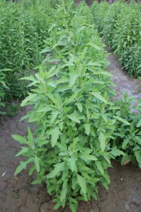 RISTO Bathua (Chenopodium) Seed
