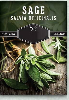 WILLVINE VVI-123 Culinary Sage Seed-400 Seed