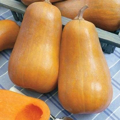 WILLVINE KGF -260 Honeybaby Butternut Squash Seeds Seed