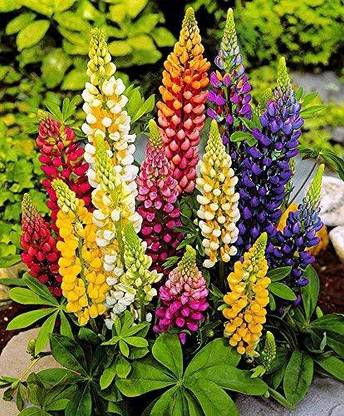 Lorvox lupin flower seeds/lupin Seed