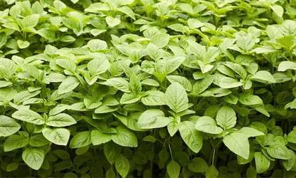 Rajdhani Leutia Saag Seeds Seed