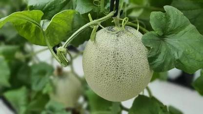 BDSresolve Muskmelon seeds for farming PACK OF 49 Seed