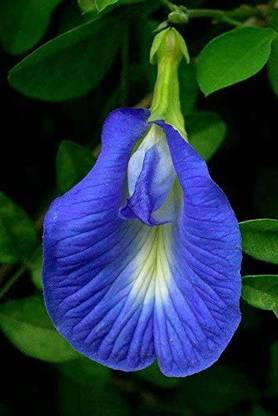 VibeX ® VLR-246 Clitoria ternatea Blue Butterfly Pea Seed