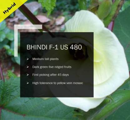 VibeX BHINDI F-1 PUAS-480 Okra Ladyfinger SEEDS(1000 Seeds) Seed