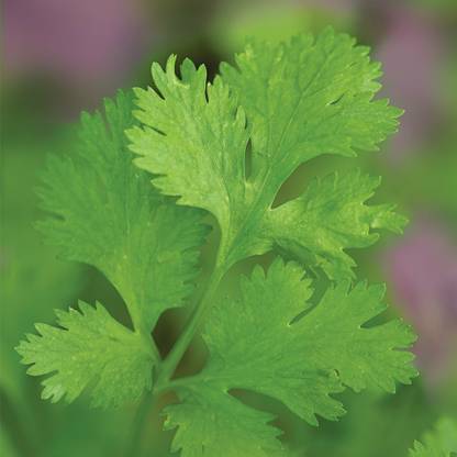 ZIXA Organic Common Cilantro/Coriander Herb Seed