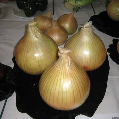 FRESHO Onion Globo Yellow Seed