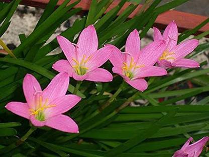 CYBEXIS KGF -54 - Zephyranthes Rosea Pink Rain Lily - (540 Seeds) Seed