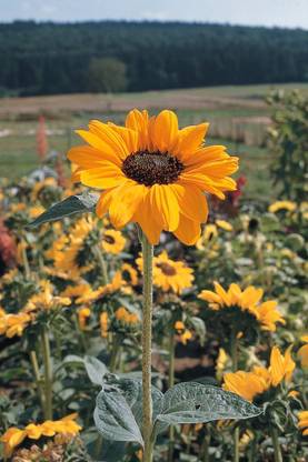 Sunway Sunflower Soraya Flower Plant
 Surajmukhi Seed