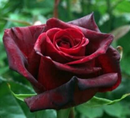 greenfarm NVX- Fragrant Rose Flower Seeds / Gulab seeds , 100 X Seeds , WSX145 Seed