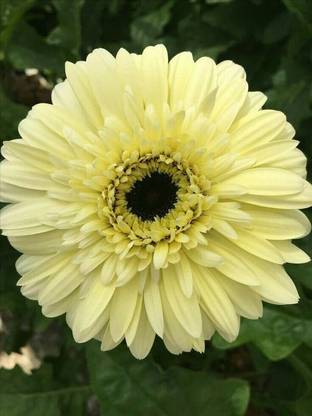 Lorvox Hybrid Gerbera Daisy Mix Flower Seed