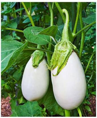 VibeX LXI-56 - Desi Brinjal - (450 Seeds) Seed