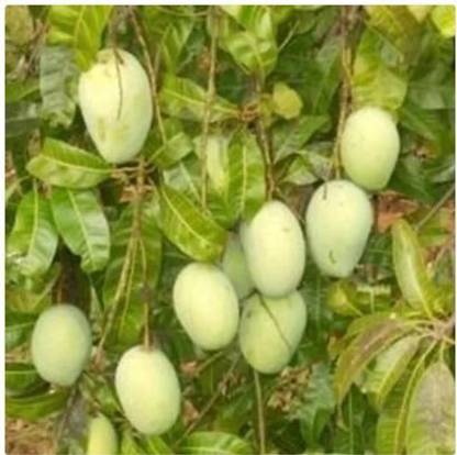 jayanth Organic Alphonso Mango Seed