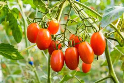 DHENU PRASAD 1704 F1 Hybrid Oval Long Tomato Seed