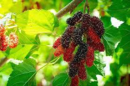 Oliver MULBERRY (shshatoot) fruit seeds Seed