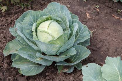 DHENU PRASAD 1839 F1 Hybrid Big Cabbage Seed