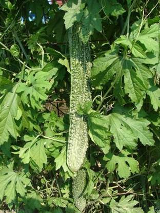CYBEXIS VXI-87 - Bitter Gourd Japanese Long - (100 Seeds) Seed