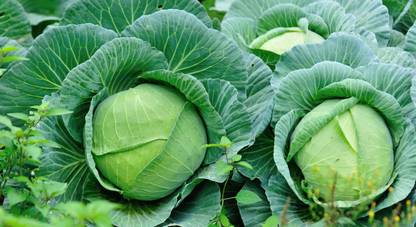 Mozette Organic Cabbage Seed