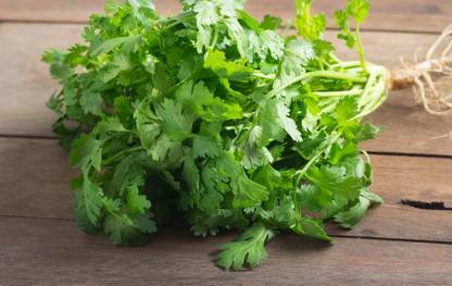Avysa Cilantro (Coriander) Seed