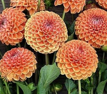 ibains Dahlia bulbs seed Seed