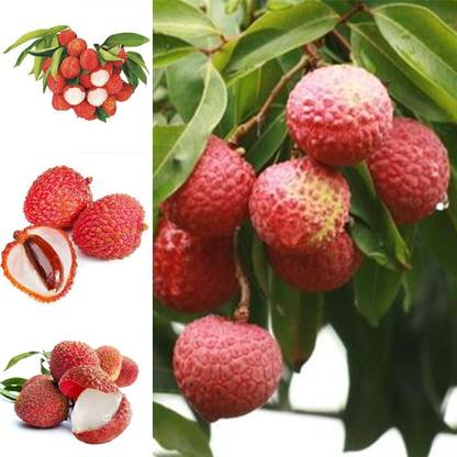 Aywal Litchi, Lychee, Litchi, Lichi, Lichee Fruit Seeds Seed