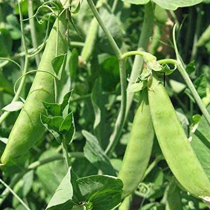CYBEXIS Mammoth Melting Sugar Snow Pea Vegetable Seeds800 Seeds Seed