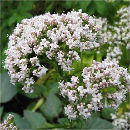 Biosnyg ROX-5 Common Valerian (Valeriana officinalis)-[800 Seeds] Seed