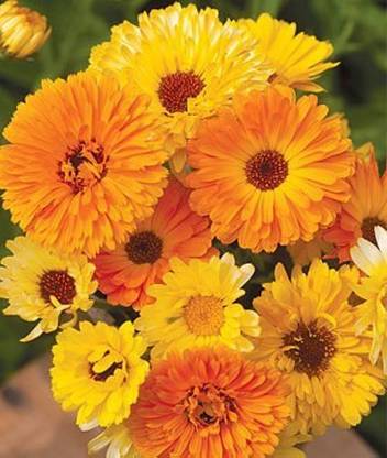 BDSresolve Calendula seeds for home garden/Calendula seed 12 Seed