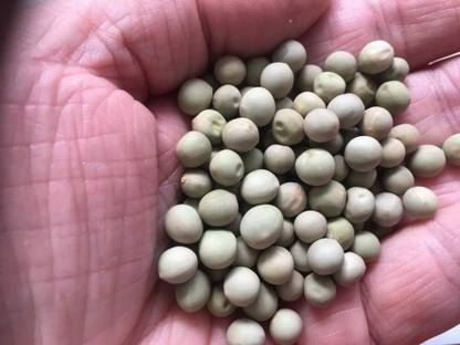 Qualtivate XXX-3A Pea Alaska Early Spring Bush Seeds Seed