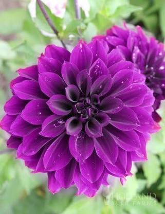 Qualtivate VXI-271 Dinnerplate Dahlia Seeds Seed