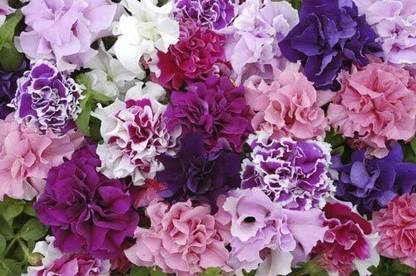 CYBEXIS Flower - Petunia - Double Pirouette Mixed Seed