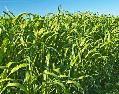 Arshiayat Cow Eating Grass Seeds, Best Quality Cow Eating Grass Seeds, High Yield Grass Seed