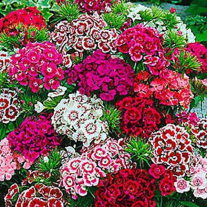 Paudha Sweet William Flower Seed