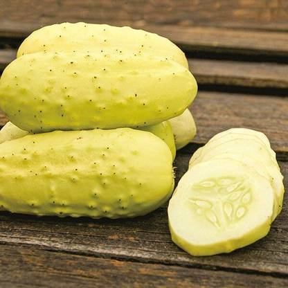 Avysa BOOTHBY BLONDE CUCUMBER SEEDS-CuC_275 Seed