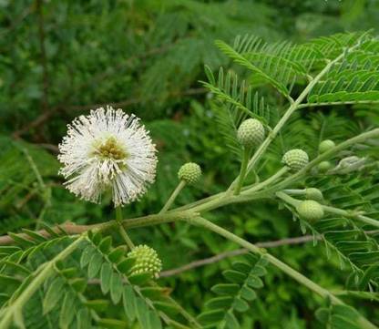 HYBRID river tamarind/jumbay/subaboo tree seeds/wihite leadtree Seed