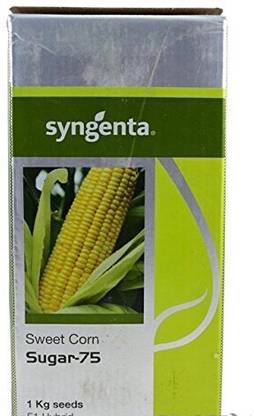 syngenta Sugar 75 Seed