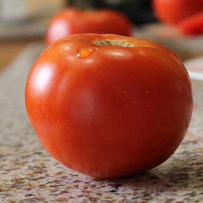 STOY Tomato Celebrity Plus Seed