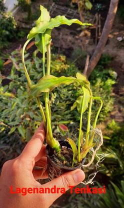 ANAND LAGENANDRA TENKASI Seed