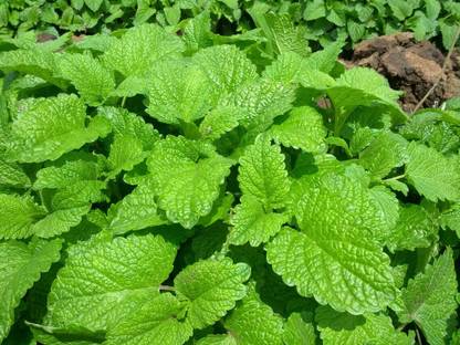 CEZIUS Lemon Balm, Melissa officinalis Seed