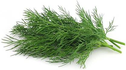 XOLDA Soya dill Vegetable Seed
