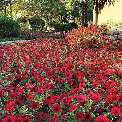 VibeX LX-64 - Hybrid Tidal Wave Red Velour Petunia - (60 Seeds) Seed
