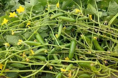 HYBRID 10g best cucumber seeds Highest yield variety Seed