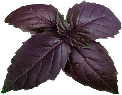 Quentova Purple Basil Aromatic Herbs-VK Seed