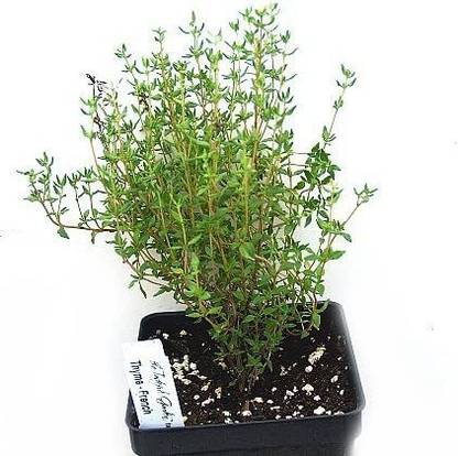 CYBEXIS VVI-89 - French Thyme - (150 Seeds) Seed