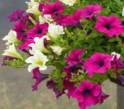 Lorvox Jazzberry Petunia hybrid Seed