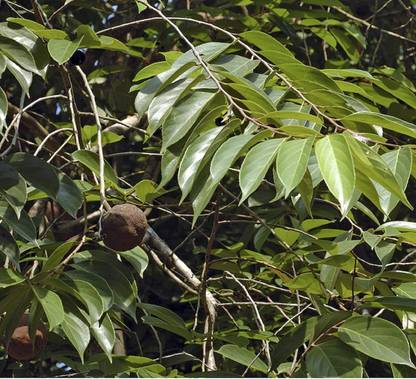 VibeX NDIR-34 - Terminalia catappa Tropical Almond - (30 Seeds) Seed