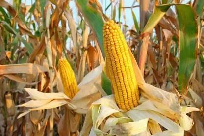 Jui Popcorn Seed