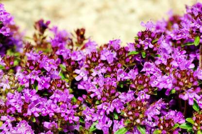 VibeX VXI-53 - Creeping Thyme - (1350 Seeds) Seed